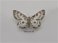 藏品(尺蛾108)的圖片